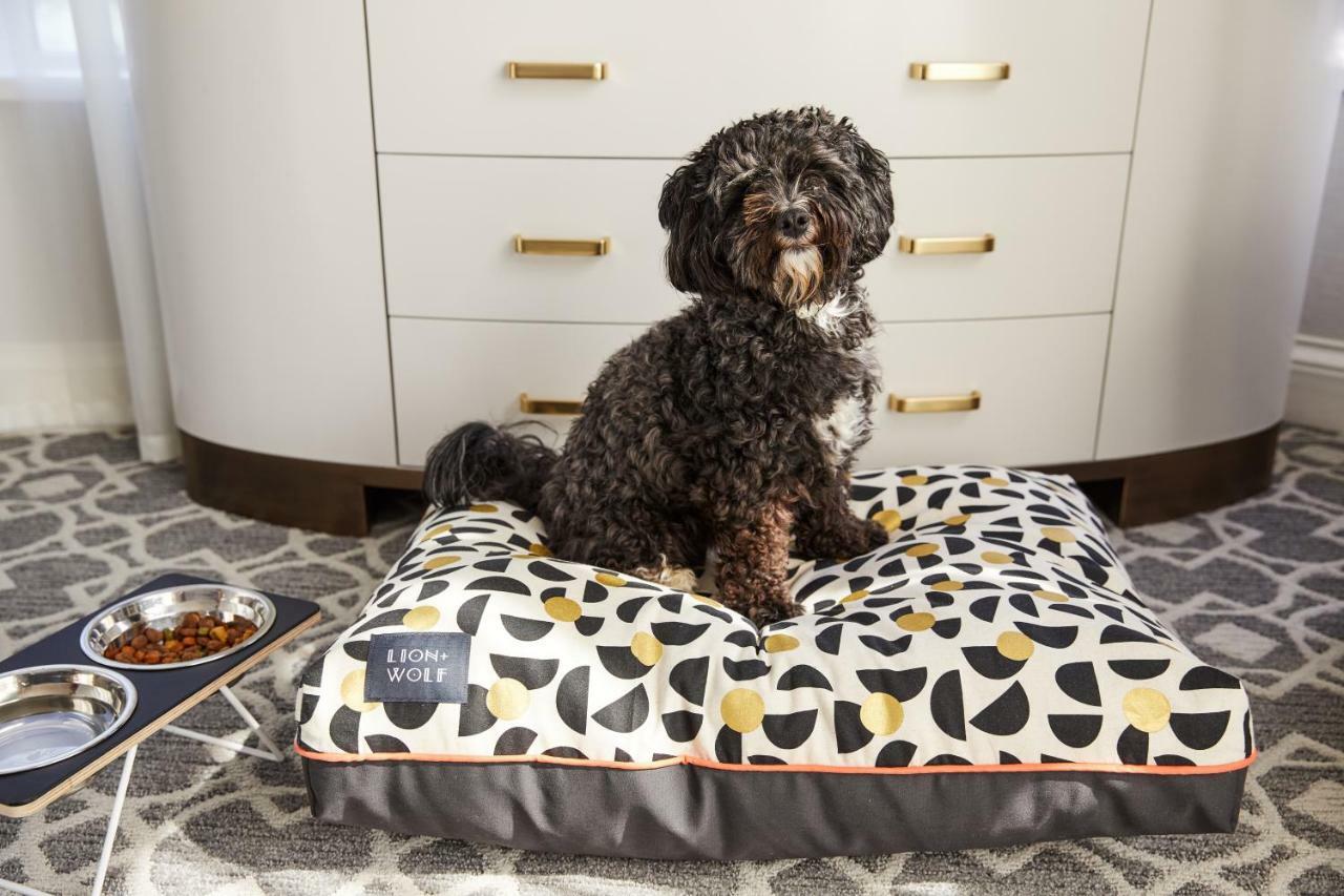 The Whitney Hotel Boston Exteriér fotografie A dog on a dog bed